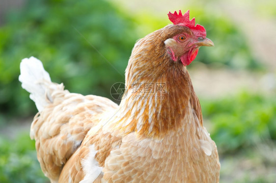 红鸡的肖像肉农艺学活图片