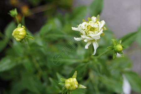 开花树叶生长白达伊拉在雨后夏日的花园中盛开图片