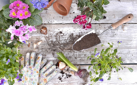 桌子花朵在上填满土壤和花盆的铲子上生长图片