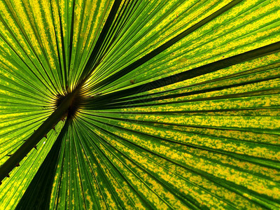 植物学新鲜有阳光的棕榈叶背景自然图片