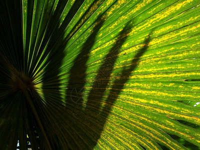 热带绿色森林有阳光的棕榈叶背景图片