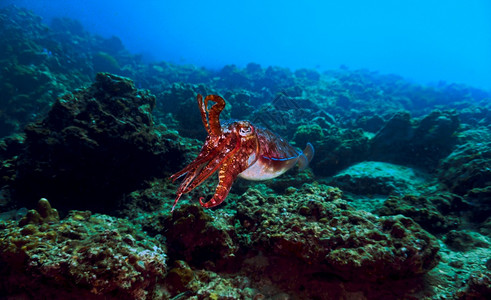 水肺珊瑚礁上好奇的食墨鱼热带乌贼图片