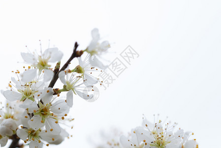 新鲜的树蕊自然明亮背景上的铅花分支自然背景上的梅花图片