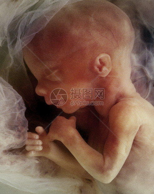 亲人类胎儿出生前子宫中的人体胎儿外形象约在怀孕12周后艾伦图片