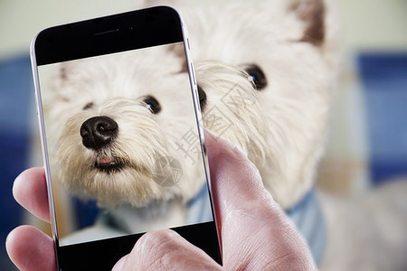 男手与智能机拍摄狗的照片小动物相机图片