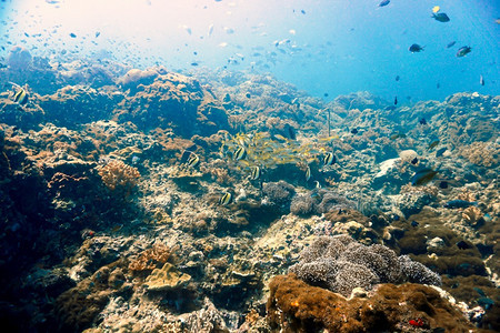潜水员热带海珊瑚礁图片