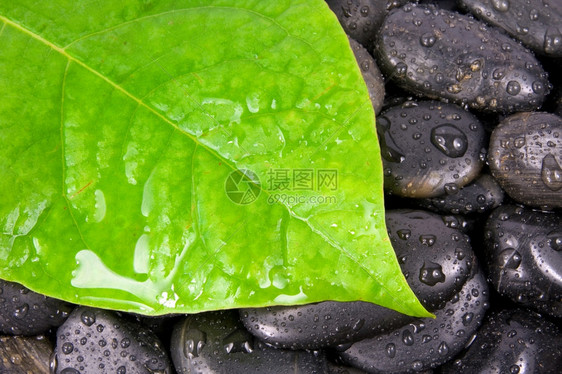 水岩石雨后的绿叶和禅石结图片