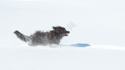 完美无暇冬天大毛黑狗在清雪中跑得很快爱的图片