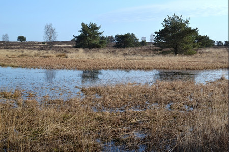 全景冬季荷兰Elspeet岛一个荒原地区的溪沟水景观背景图片