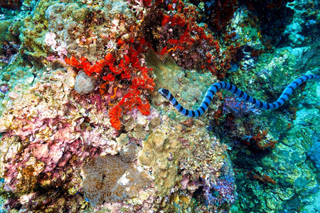 珊瑚礁上的带条海蛇冒险状水族馆图片