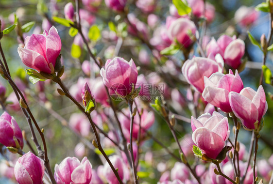 美丽木兰花图片