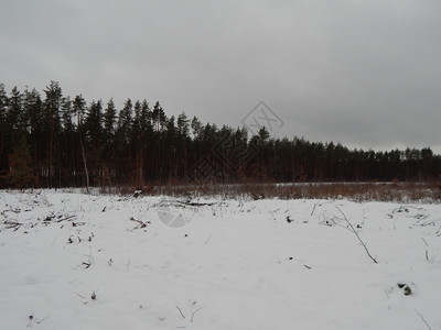 冬季森林雪中树木和植物一月自然蓝色的图片