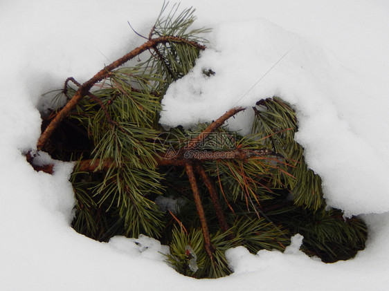 松树绿色白的冬季森林雪中树木和植物图片