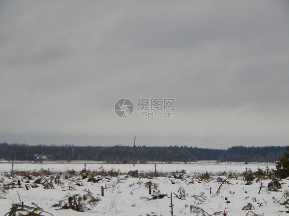 松树冬季森林雪中树木和植物自然美丽图片