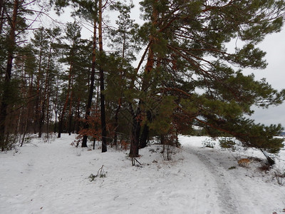 美丽冬季森林雪中树木和植物景观湖图片