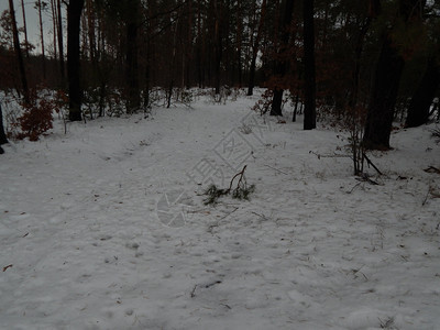 美丽白色的最佳冬季森林雪中树木和植物图片