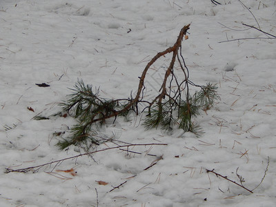 天线冬季森林雪中树木和植物美丽寒冷的图片