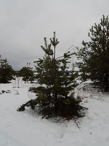 霜抽象的景观冬季森林雪中树木和植物图片