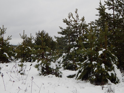 冬天季森林雪中树木和植物绿色白的图片