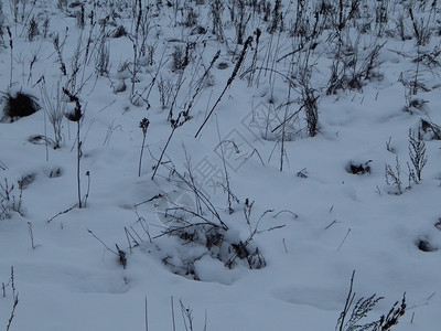 冬季森林雪中树木和植物一月最佳天线图片