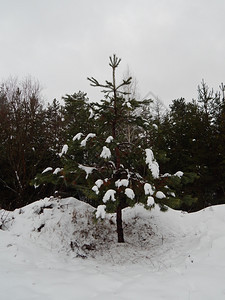 冬天季森林雪中树木和植物天线绿色图片