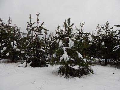 绿色冬季森林雪中树木和植物抽象的自然图片