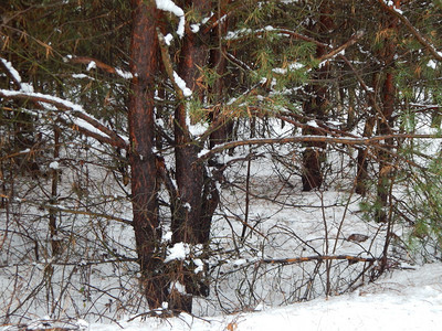 霜蓝色的冬季森林雪中树木和植物图片