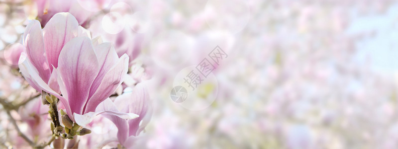 绽放美丽的粉红白木兰花以全景大小植物春天图片