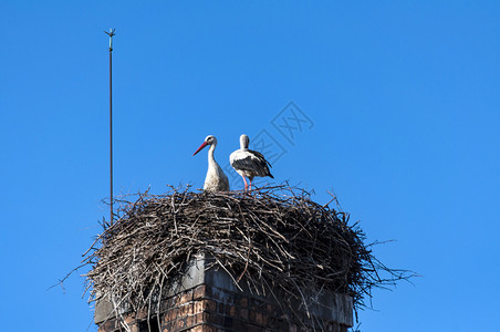 户外爱在烟囱顶上一个巢中坐着两只野生动物图片