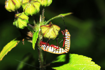 花园野生动物橙色甲虫正在繁殖黄蜂图片