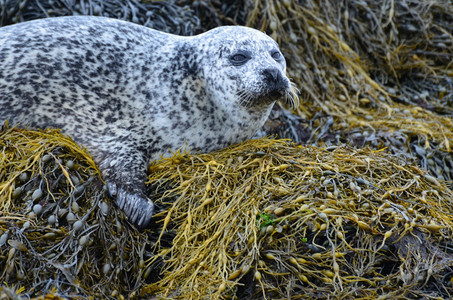 摄影苏格兰海草床平衡滨豹的荒野鳍状肢图片