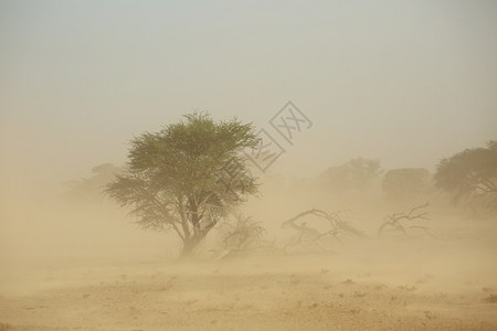 树木在南非卡拉哈里沙漠发生严重暴时树林横扫风景南非喀拉哈里沙漠南部天气图片