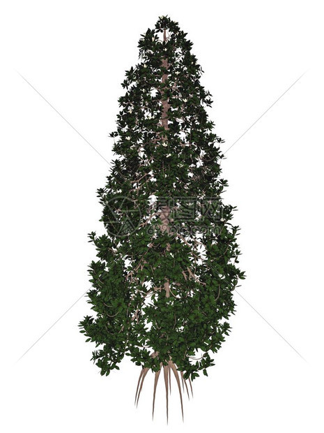 公牛南木兰或湾白色背景中孤立的大花木兰树3D渲染南部或牛湾大花木兰树渲染公园形象的图片
