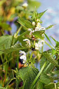 荨麻带小白花的绿色荨麻丛带小白花的绿色荨麻丛自然民间季节图片