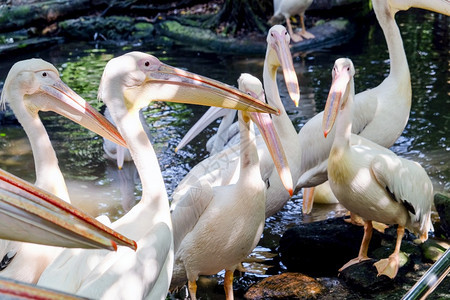 动物园中的大白天鹅荒野曼谷图片