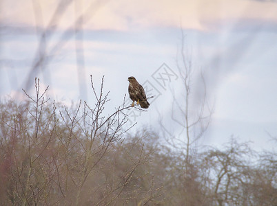 早期的野生动物栖息在春日清早风雨中裸树顶上围着常见的秃鹰buteo图片