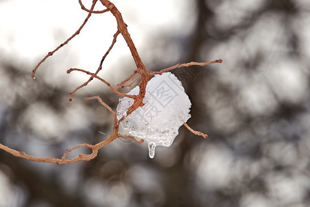 拉脱维亚春天拿着冻雪的树枝自然图片