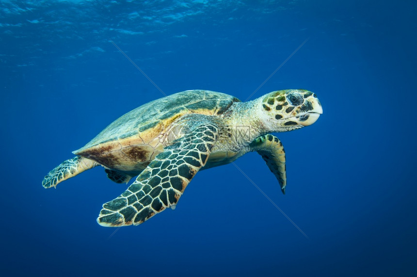 海洋里的海龟高清图片下载-正版图片307577869-摄图网