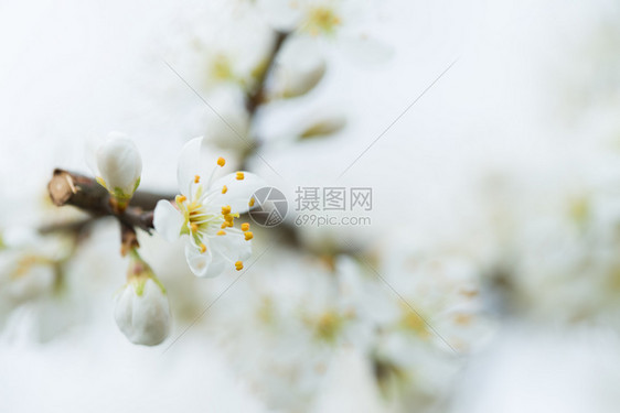 植物学自然明亮背景上的铅花分支自然背景上的梅花树叶子图片