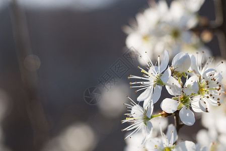 美丽的春天自然背景中的梅花早午餐自然背景中的梅花李子时间背景图片