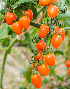 松树上的番茄生农业图片