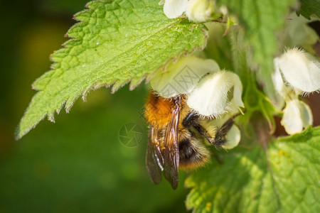 白色的春天在花上收集粉和蜂蜜的叶子图片