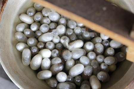 蝴蝶锅中的白丝虫制作绸的过程和白色图片素材