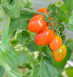 花园葡萄树上的番茄水果新鲜图片