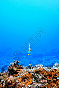 铜带动物珊瑚礁的有趣鱼类潜水图片