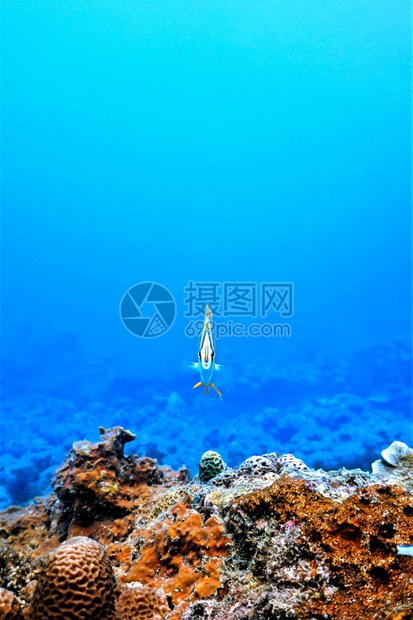 铜带动物珊瑚礁的有趣鱼类潜水图片