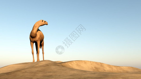 景观一种骆驼站在沙丘上仰望着他的身后3D铸造热的图片