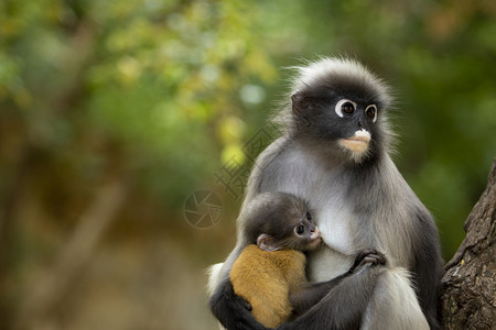 猴妈妈和小猴子图片