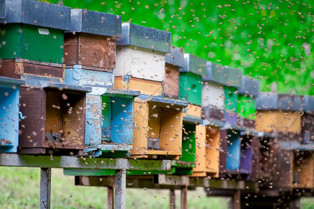 许多蜜蜂环绕巢飞翔养人乡村的夏天图片