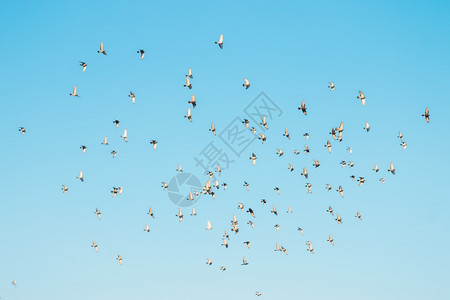 鸟类翅膀抽象的一群鸟儿在蓝天上翱翔图片